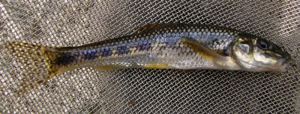 zde vidíte skvrnky na ploutvích